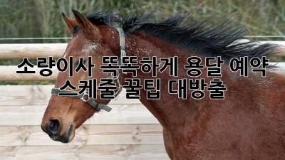 🚀 소량이사 똑똑하게! 용달 예약 & 스케줄 꿀팁 대방출 🍯